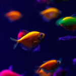 Bunte Fische in einem Aquarium